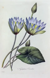 Nymphea Caerulea (grabado en color)