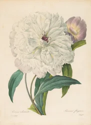 Paeonia flagrans Peonía