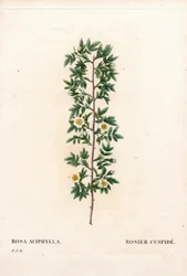 Rosa cuspidada rosa, variedad Rosa canina. Rosa cuspidada, Rosa aciphylla. Grabado en cobre a mano coloreado de 