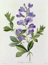 Podalyria australis (grabado en color)
