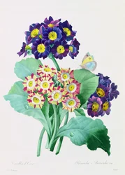 Primula Auricula (grabado en color)