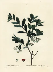 Madreselva de los Pirineos, Lonicera pyrenaica. Grabado a puntos de color a mano por Tessaert después de una ilustración de Pierre-Joseph Redouté del Tratado de los Árboles y Arbustos de Henri Louis Duhamel du Monceau, París