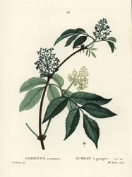 Saúco rojo o saúco de bayas rojas, Sambucus racemosa. Grabado a puntos coloreado a mano por Miss Brenet después de una ilustración de Pierre-Joseph Redoute del 