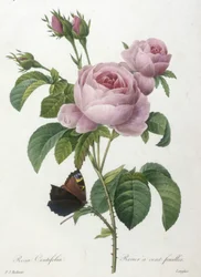 Rosa Centifolia, Rosier a cent feuilles, de Choix Des Plus Belle Fleurs et des Plus Beaux Fruits, 1827