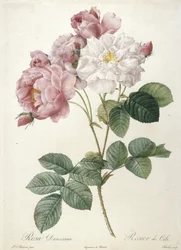 Rosa Damascena, Rosier de Cels, de Les Roses, 1817-24