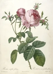 Rosa centifolia foliacea, Rosier a cent feuilles, foliace, de Les Roses, 1817-24