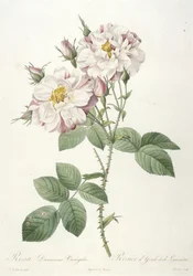 Rosa damascene variegata, Rosier dYorck et de Lancastre, de La Couronne des Roses, 1817-24