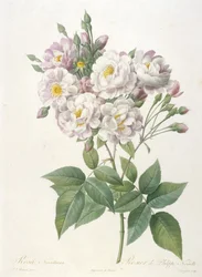Rosa noisettiana, Rosier de Philippe de Noisette, de La Couronne des Roses, 1817-24