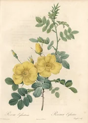 Rosa rubiginosa con rosas amarillas - Aguafuerte de Langlois, basada en una ilustración de Pierre Joseph Redouté, de Les Roses