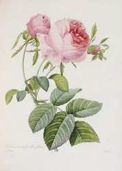 Rosa, grabado por Eustache Hyacinthe Langlois