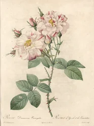 Rosal de Damasco, variedad York y Lancaster - Aguafuerte de Bessin, de una ilustración de Pierre Joseph Redouté, de 