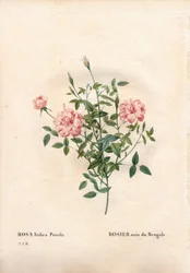 Rosa Rouletii, variedad Rosa chinensis var. minima Rouletii, rosa enana de Bengala. Grabado en cobre a mano de Pierre Joseph Redoute