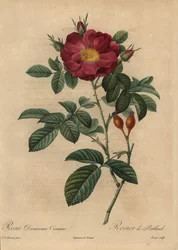 Rosa damascena escarlata, Rosa damascena
