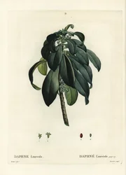 Daphne laureola