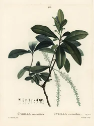 Cyrilla de pantano, Cyrilla racemiflora. Grabado a puntos de color a mano por De Gouy después de una ilustración de Pierre-Joseph Redouté del Tratado de los Árboles y Arbustos de Henri Louis Duhamel du Monceau, París