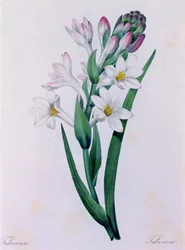 Tuberosa (grabado en color)