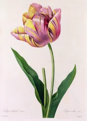 Tulipa Culta (grabado en color)