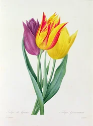 Tulipa Gesneriana (grabado en color)