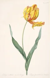 Tulipa Gesneriana var. Dracontia Tulipán Loro