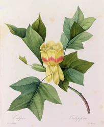 Tulipifera (grabado en color)