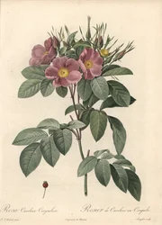 Rosa de Virginia, flores oscuras - Eau forte de Langlois, basada en una ilustración de Pierre Joseph Redoute, de Les Roses