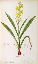 Wachendorfia Thyrsiflora, de 