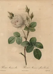 Rosa de repollo blanca, Rosa muscosa alba
