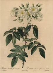 Rosa almizcle blanca, Rosa moschata