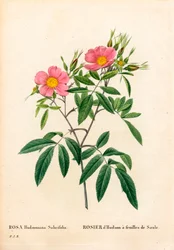 Rosa palustre de hojas de sauce. Grabado en cobre a mano de puntos de Pierre Joseph Redoute
