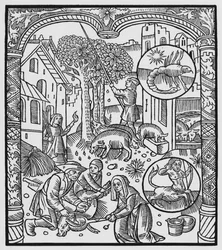 Noviembre, matanza del cerdo y cosecha de bellotas, Escorpio, ilustración del 