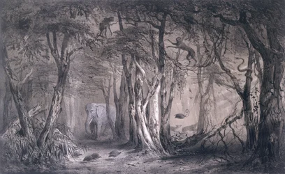 Selva virgen en el borde del Nilo Azul, de Viajes al Sudán Oriental y en el África Septentrional por Pierre Tremaux (1818-95) grabado por Tirpenne y J. Gaildrau, 1852