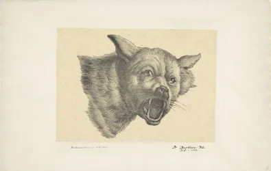 Cabeza de lobo o perro