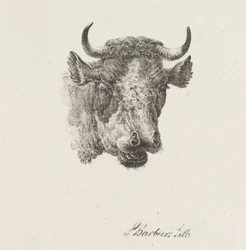 cabeza de toro