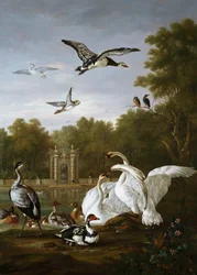 Cisnes, patos y otras aves en un parque