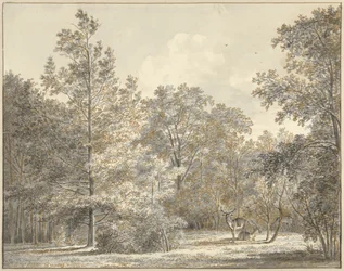Ciervo en un bosque