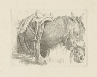 Estudio de la cabeza de un caballo.