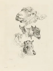 Hoja de estudio con cabezas de oveja, caballo, burro, carnero y toro
