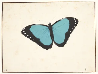 Una mariposa exótica
