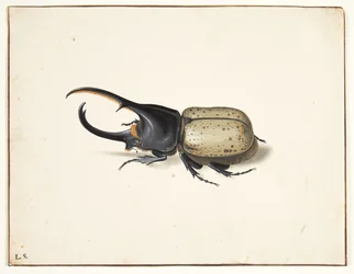 Un escarabajo hércules (dynastes hercules)