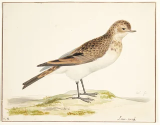 Una alondra (alauda arvensis)