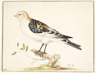 Un gorrión de nieve (plectrophenax nivalis)