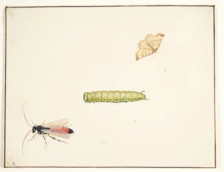 Tres estudios de insectos