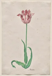 Estudio de un tulipán (Anvaers)