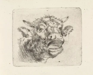 Cabeza de Vaca, bramando