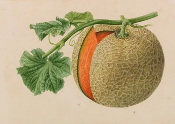 Originales de publicaciones de horticultura y arboricultura, 1878-1881
