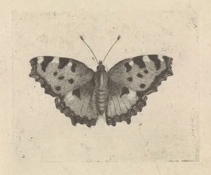 Mariposa