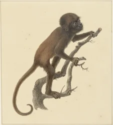 Mono