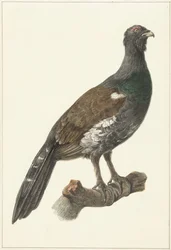 Auerhaan