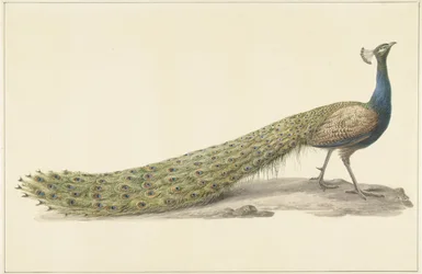 Pavo azul