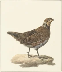 Codorniz (Colinus virginianus)